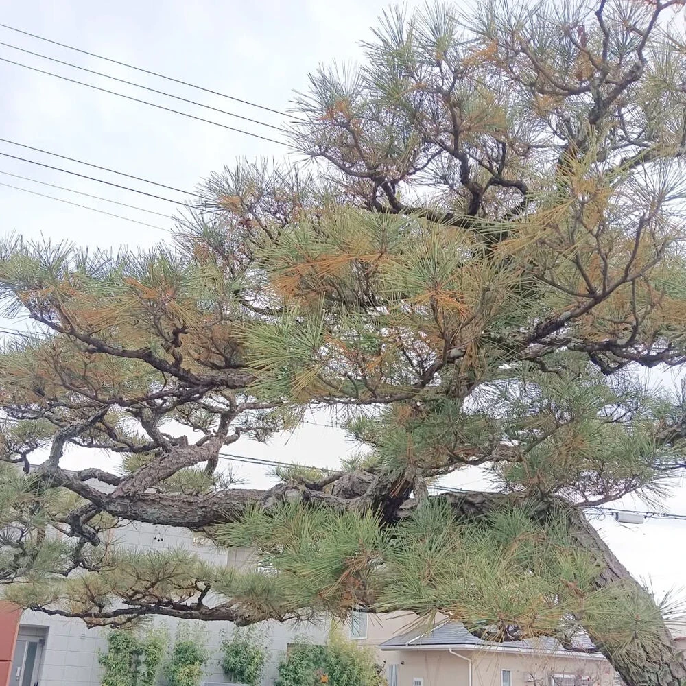 ブログ画像