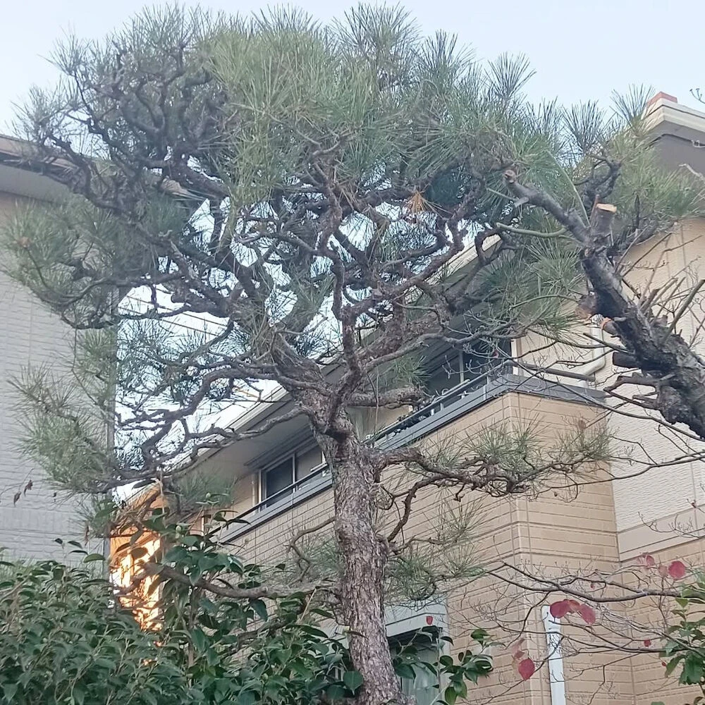 ブログ画像