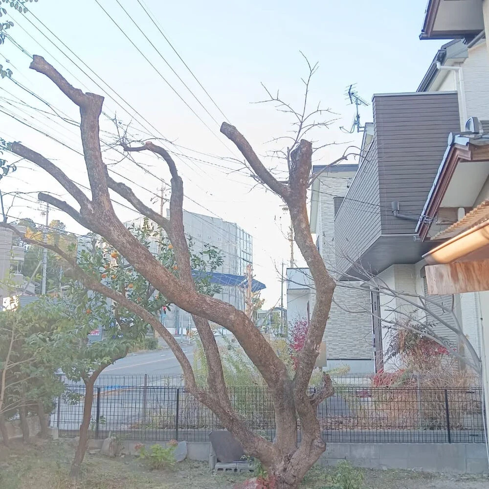 ブログ画像