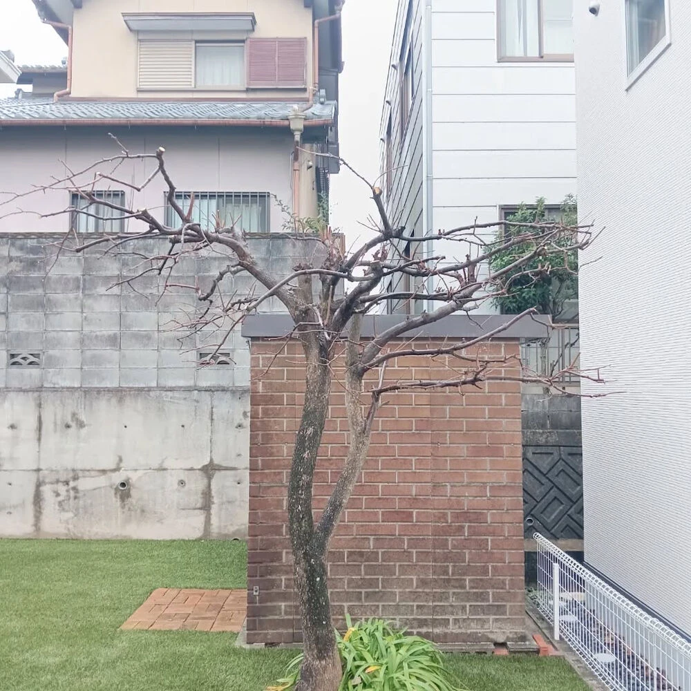 ブログ画像