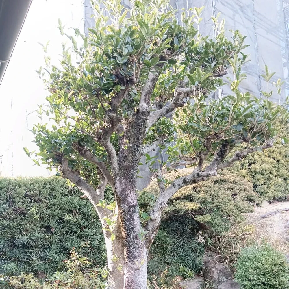 ブログ画像