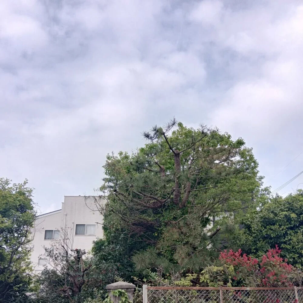 ブログ画像