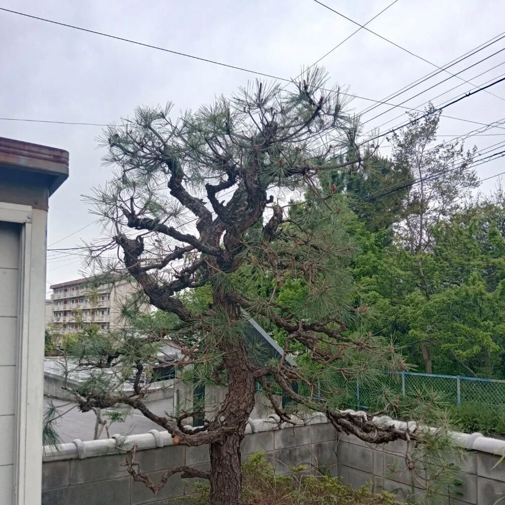 ブログ画像