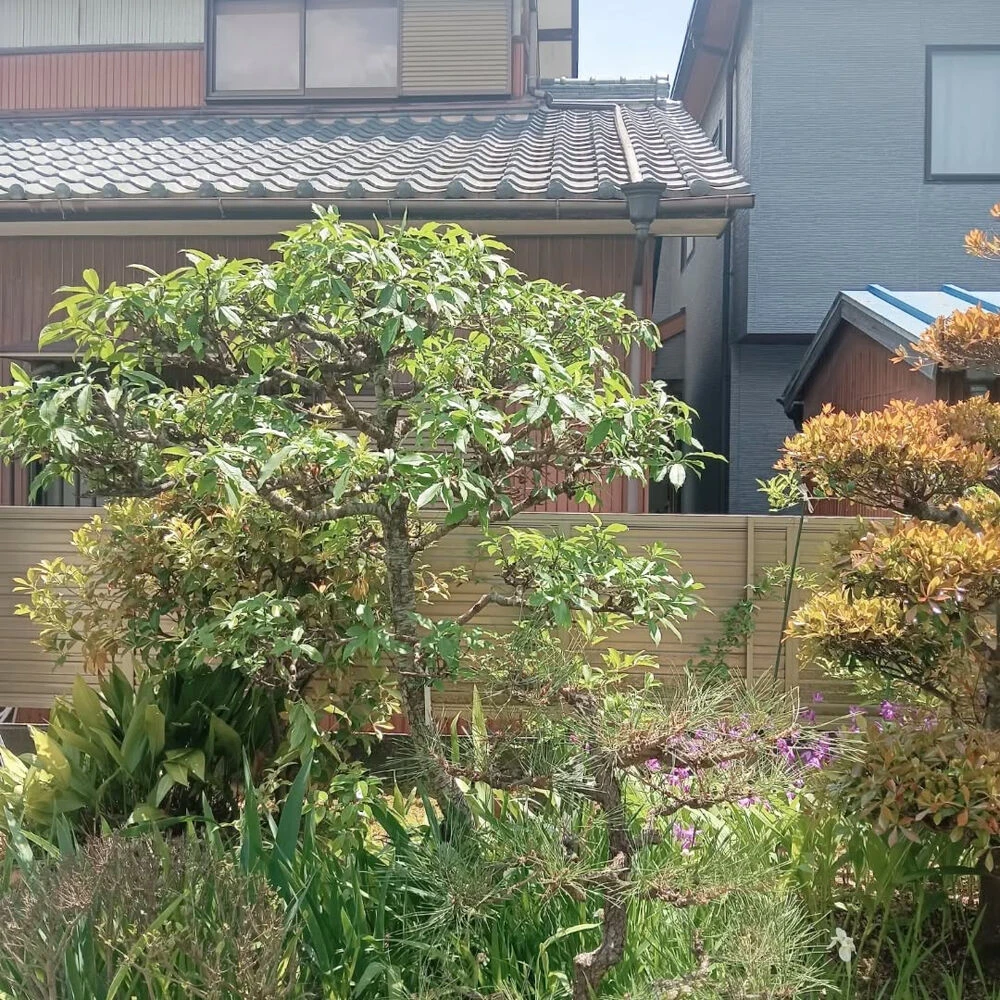 ブログ画像