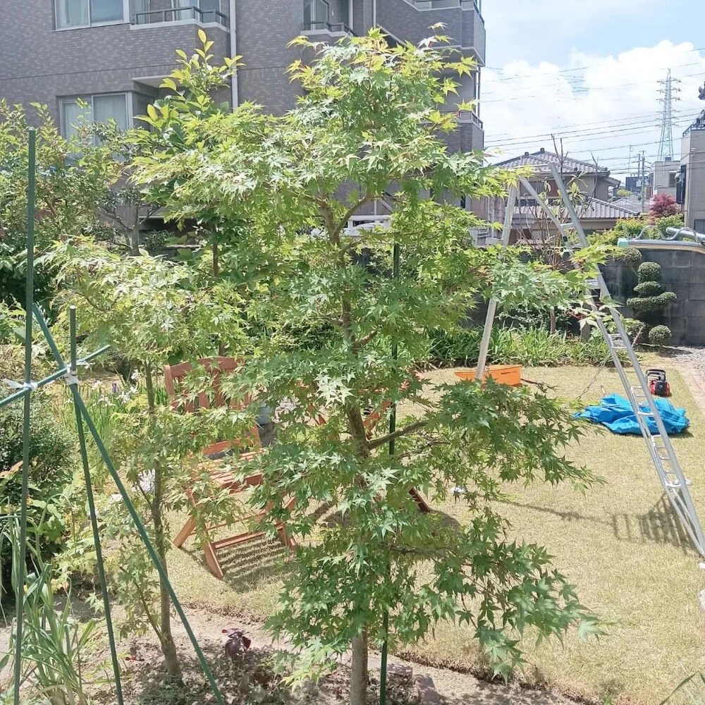 ブログ画像