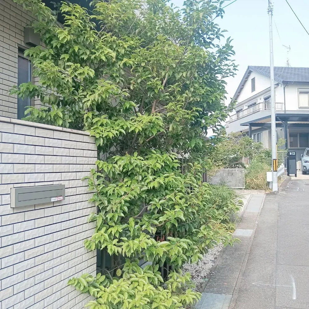ブログ画像