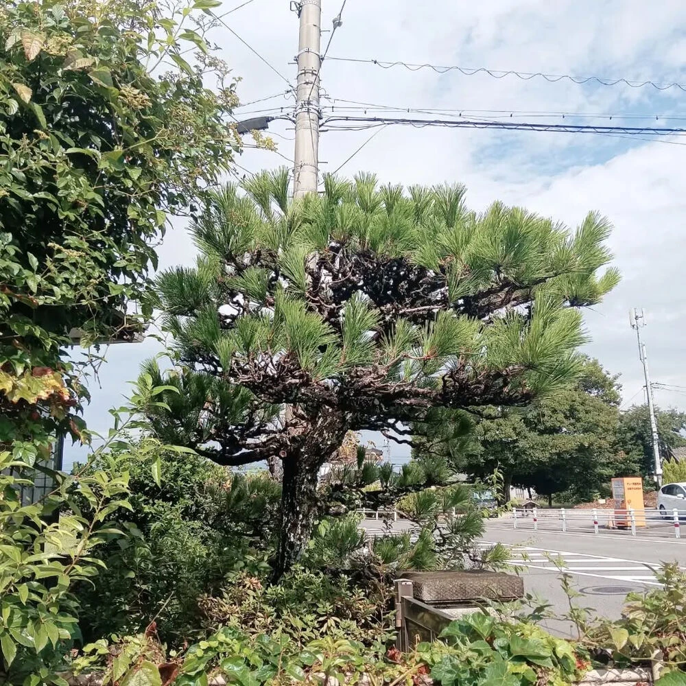ブログ画像