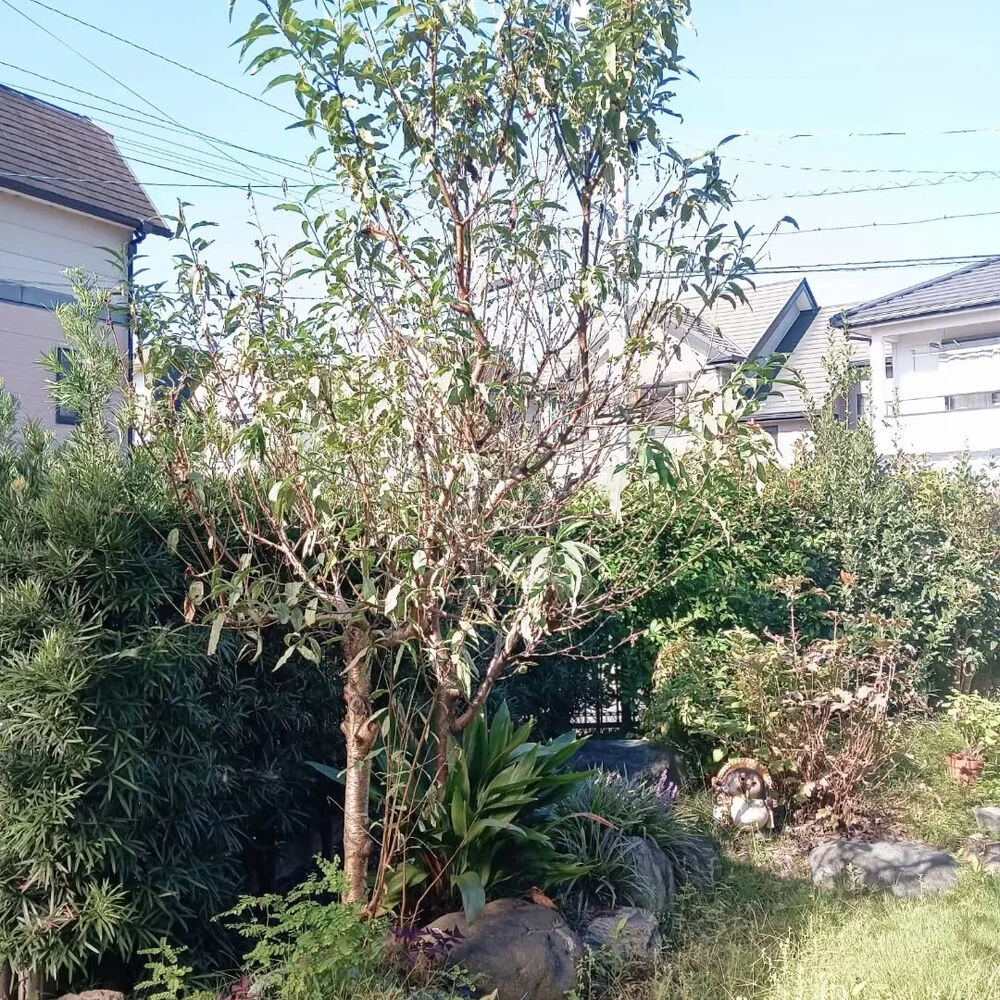ブログ画像